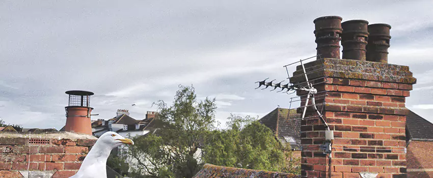 Chimney Cleaning And Restoration in St. Matthews, Kentucky